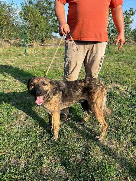 Samy, geboren 05.08.2022, 56cm sucht sein Zuhause