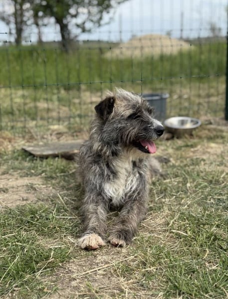 Freddy, geb. 09.2024, 54cm sucht sein seine Menschen