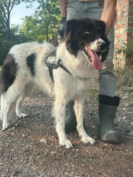 Monn, geboren 2021, 60cm sucht ihr Körbchen