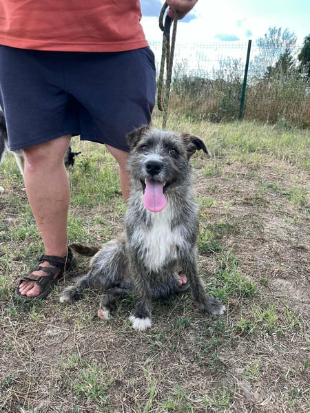 Freddy, geboren 01.09.2024, 54cm sucht sein seine Menschen