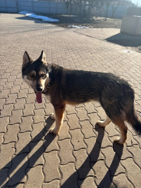 Catrina, geboren 06.01.2022, 60cm sucht neues Zuhause