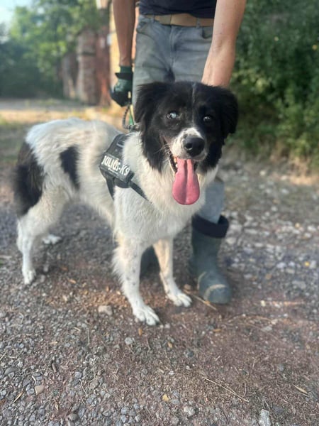 Monn, geboren 2021, 60cm sucht ihr Körbchen