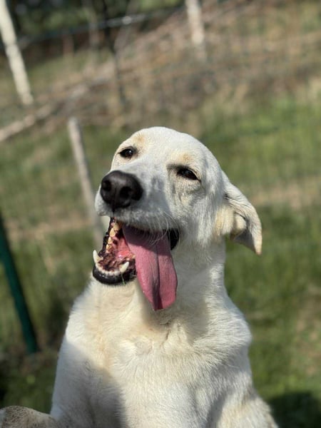 Simon sucht Dich geb.03./21