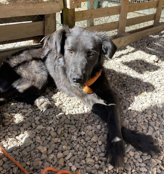 Grimm – Der junge, sanfte Mischlingsrüde sucht sein Zuhause