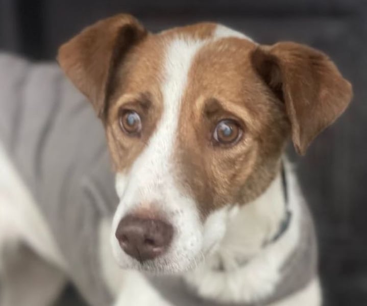 Babette - 3-jährige, liebe, sanfte Hündin mit Diabetes