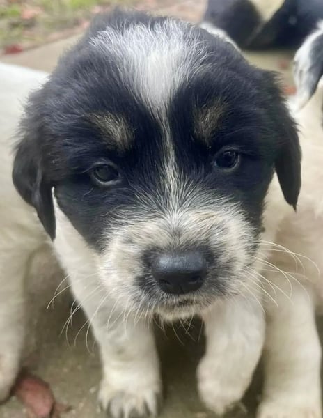 Welpenmädchen Phoebe sucht ihre Familie!