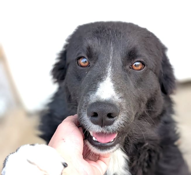 Woody - lieb und anschmiegsam