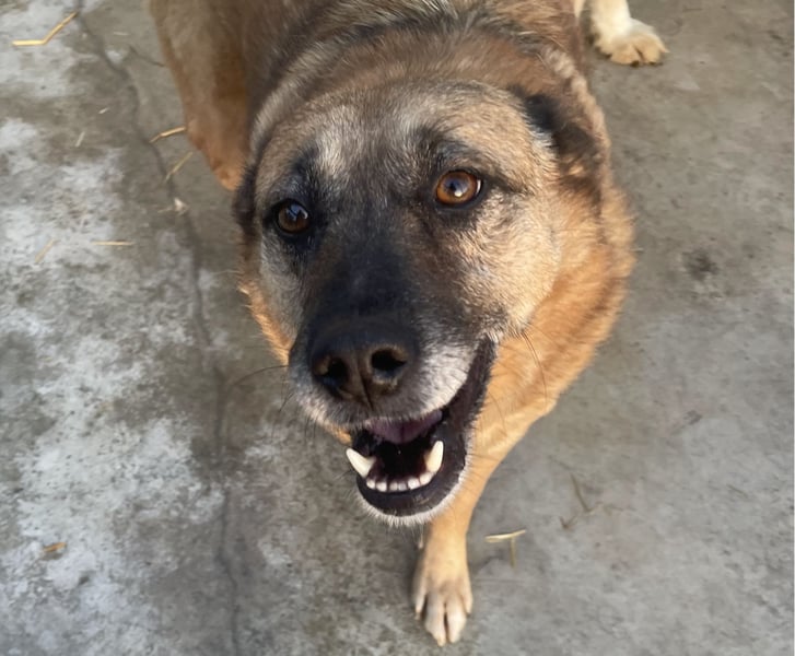 Cody - verschmuste, liebe Wasserratte