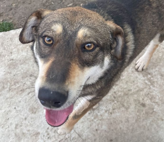 Verschmuster Duke sehnt sich nach Liebe!