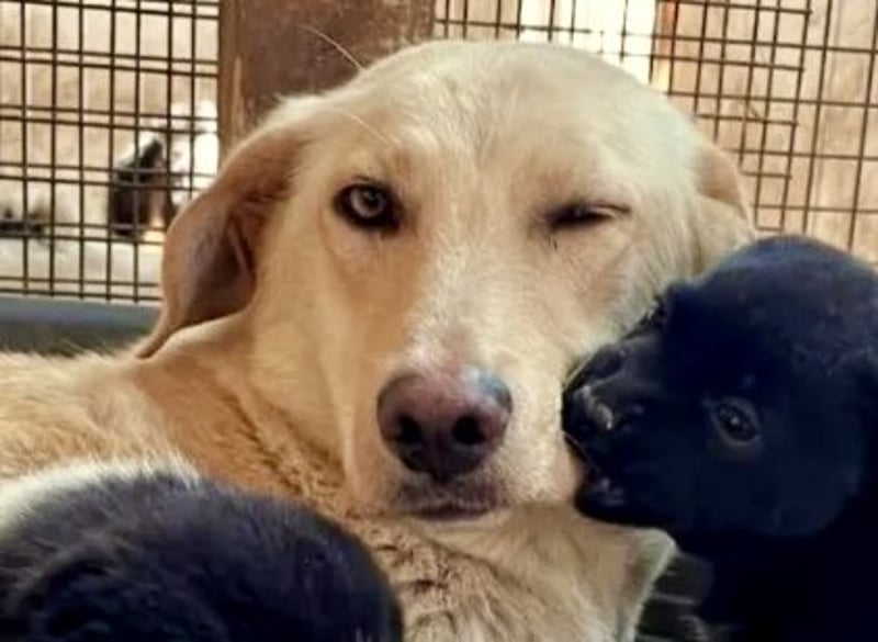 Nola - liebevolle Mama sucht ein Zuhause