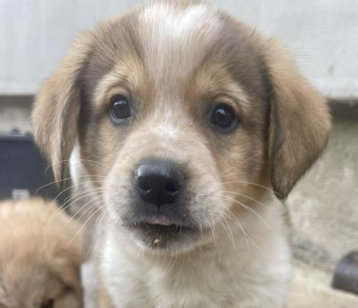 Nuggets - Kleiner Entdecker