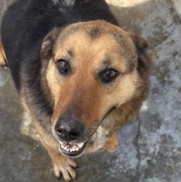 Randy - tolle Senioren- oder Familienhündin