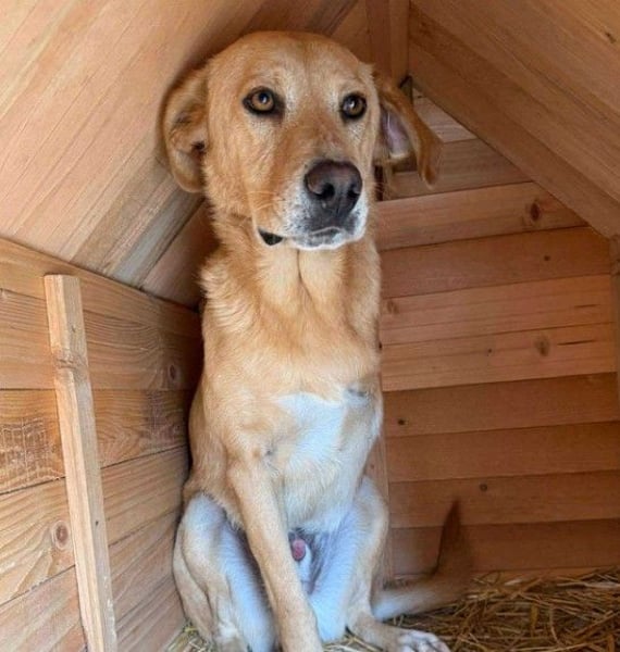BLONDY - Traumhund auf drei Beinen