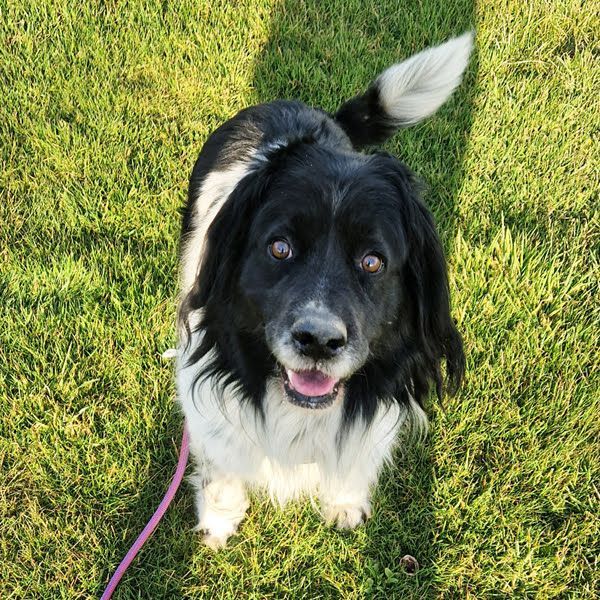 CRNI - der neugierige und aktive Rüde sucht eine unternehmungslustige Familie!