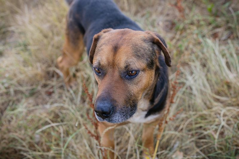 JONNY - der liebe Schatz sucht ein ruhiges, liebevolles Für-Immer Zuhause