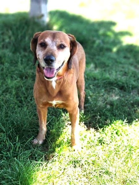 TOBI - der menschenbezogene Rüde ist im Tierheim sehr traurig und sucht ein liebes Zuhause...