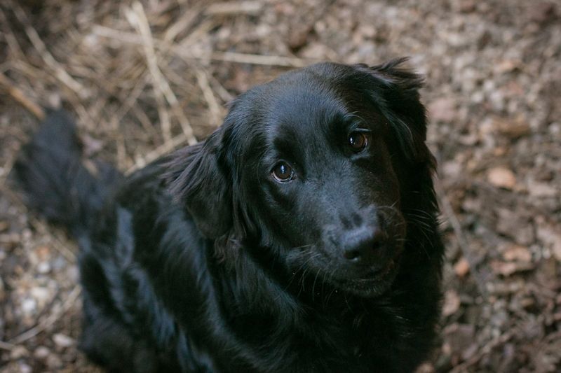 LIBERTY - die fröhliche, aufgeschlossene Hündin träumt von einem liebevollen Zuhause