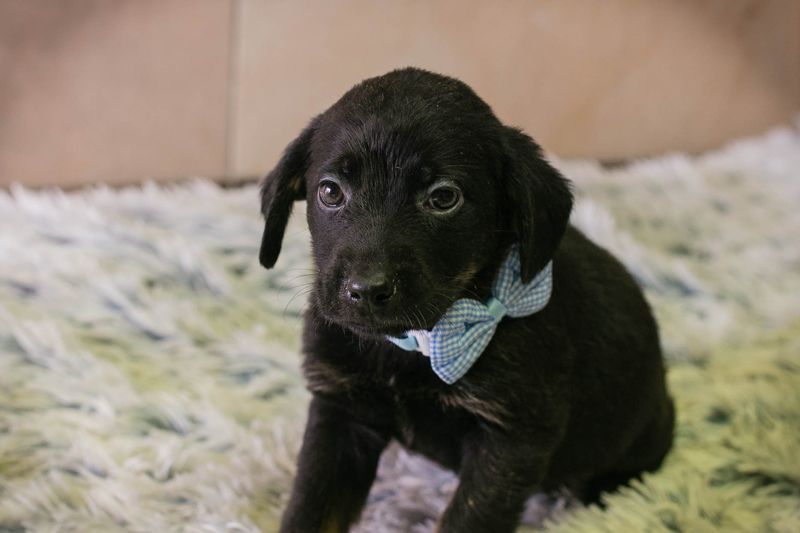 Welpe BAGHIRA - ich träume von tollen Erlebnissen mit meinen Menschen!