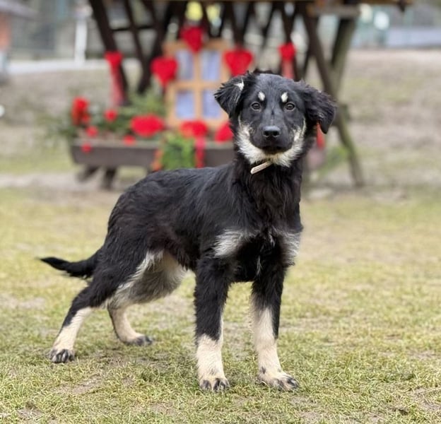 KORA - kuscheln, lernen, spielen - schenkst du mir ein Für-Immer Zuhause?