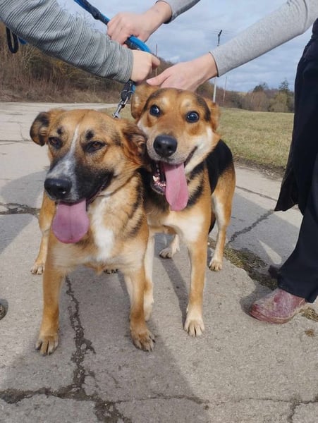 EMA + BOJAR - die Beiden lieben sich sehr, daher werden sie nur im Doppelpack vermittelt