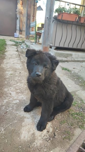 Welpe CHUNKY - wenn ich groß bin möchte ich ein richtiger Familienhund sein!