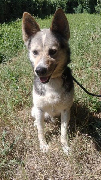 BERTIE - der freundliche Huskymischling sucht Menschen die seine Bedürfnisse kennen