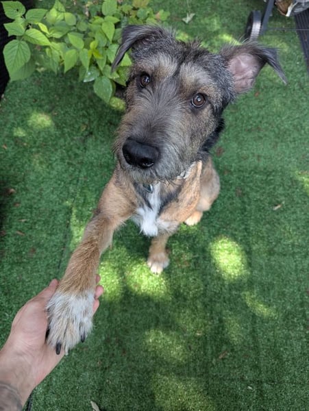 SCOTTY - welche tolle Familie kann dem sensiblen Hundemann Zeit und Sicherheit geben?