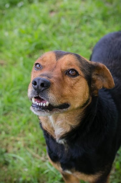 MIKI - der neugierige und brave Junge sucht ein liebevolles Zuhause!