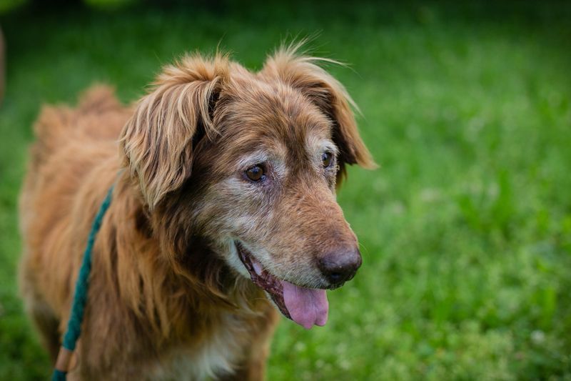 ARCHIE - wer schenkt dem lieben Senior noch ein gemütliches Zuhause?