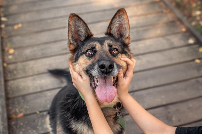 Hübscher Vegas sucht seine Familie