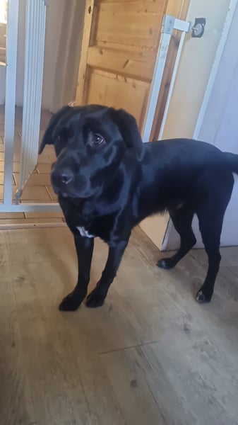 Ari sucht ein neues Zuhause