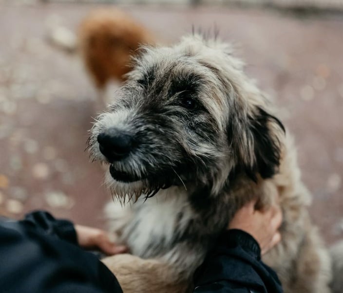 JESSY - sanfte Traumhündin mit einem riesigen Herzen
