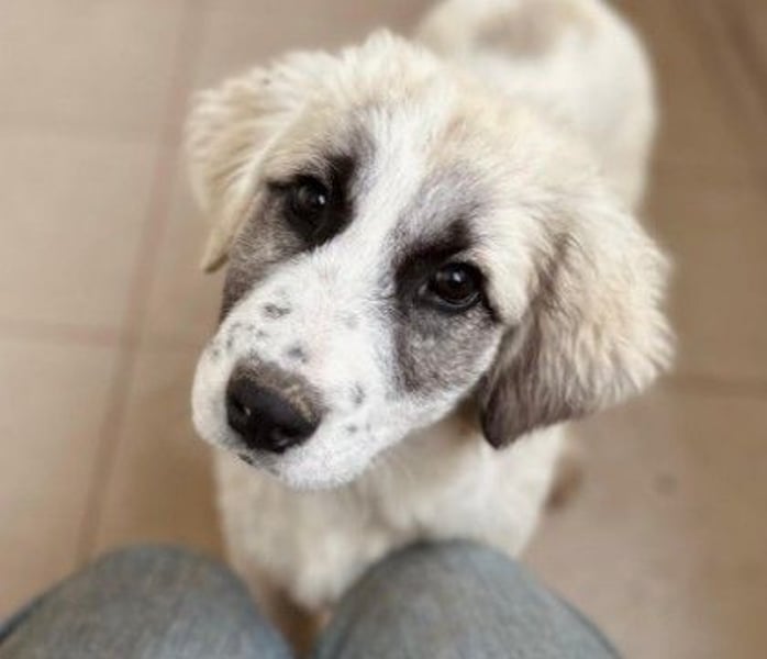 JULIE - fröhliches, liebes Welpenmädchen sucht Zuhause