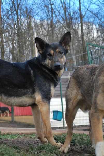 Emil - schüchterner, sensibler Rüde sucht seine Familie