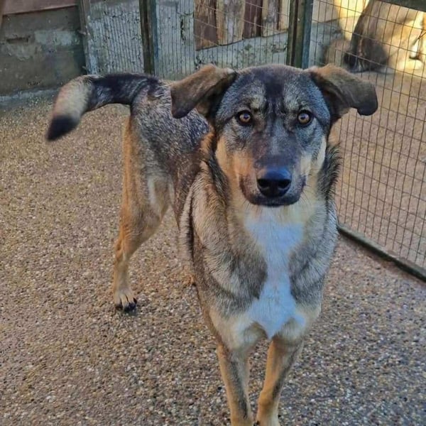 Roxy, sehr intelligent und sanfte Seele