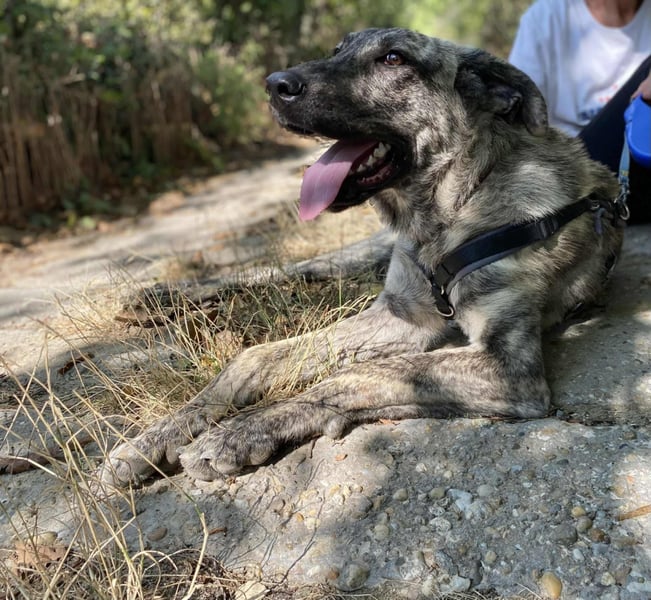 Ella eine liebevolle Seele sucht Familienanschluss