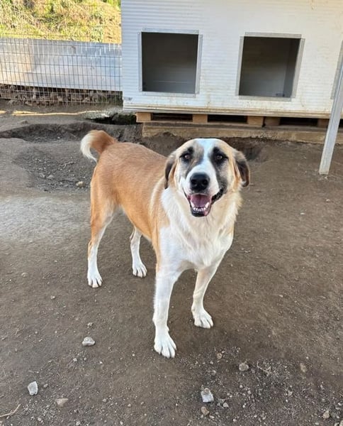 Lagatha sucht wundervolles Zuhause!