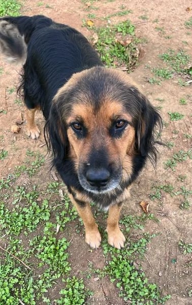 Chap ist ein ganz gutmütiger, aufgeschlossener und cooler Typ
