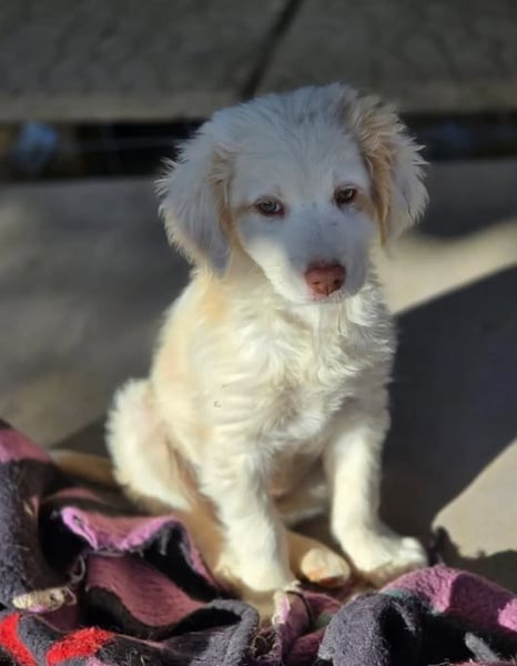 Krümel – interessiert, freundlich, noch etwas vorsichtig