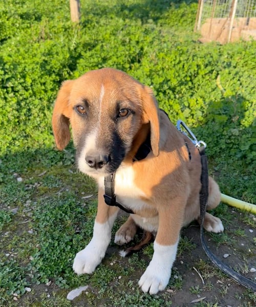 Rüde COOPER sucht ein Für-immer-Plätzchen