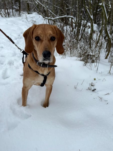 Hündin MARA sucht ein liebevolles Zuhause