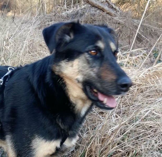 Olivia, Schönheit sucht eigenes Körbchen zum Bleiben