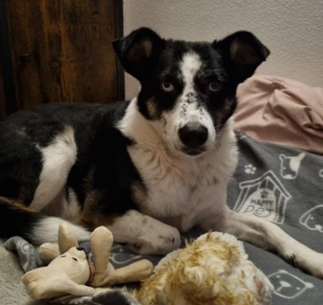 Mila - auf dem Weg ins Glück