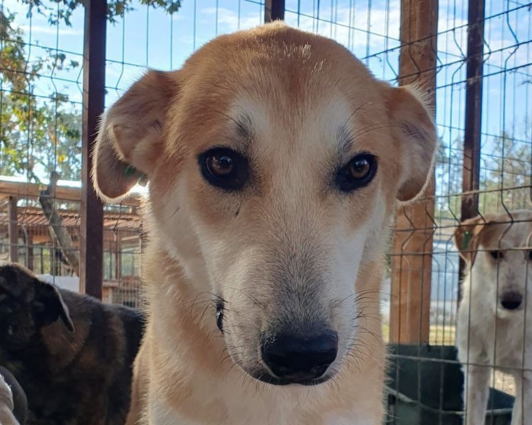 ♥RANDY♥ wunderschöner creme-weißer, anfangs noch zurückhaltender, ganz lieber Jungrüde 57 cm