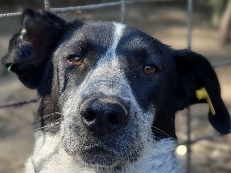 ♥NELIA♥ hübsche, weiß gepunktete, süße Hündin mit einem sensiblen, zurückhaltenden Wesen 56 cm