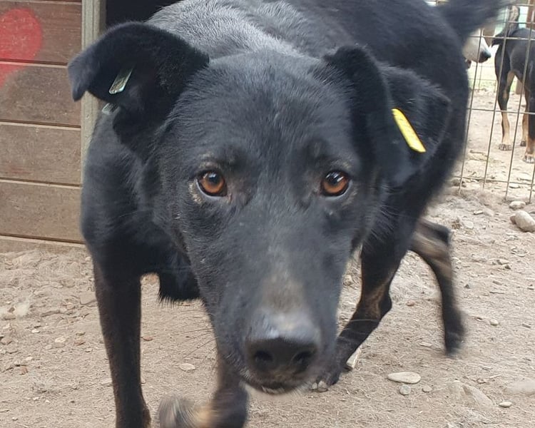 ♥POCAHONTAS♥ wunderschöne, sehr menschenbezogene, aufgeweckte Hündin voller Lebensfreude 58 cm