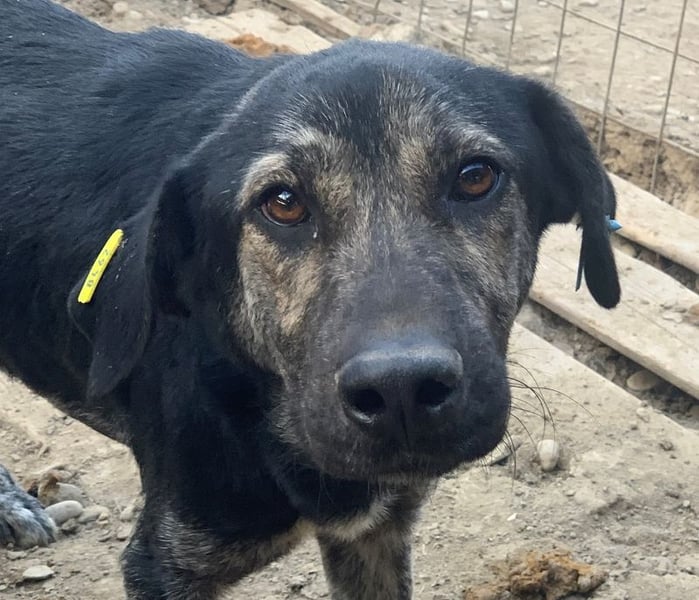 ♥SICCO♥ zu dünner, verschmuster, sehr menschenbezogener Rüde 60 cm