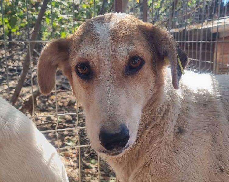 ♥NICOLA♥ hübsche, farbenfrohe,anfangs noch unsichere Hündin,die im Tierheim sehr gestresst ist 51 cm