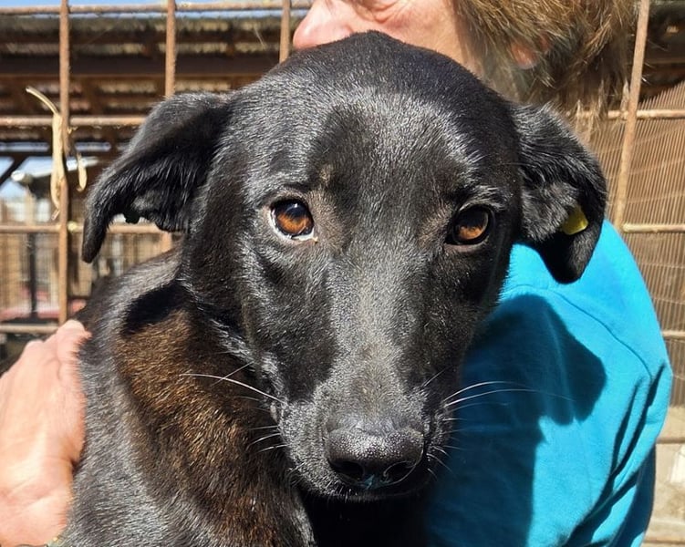 ♥LANA♥ viel zu dünne, sanfte, zarte Seele mit einer stillen und liebevollen Art 52 cm