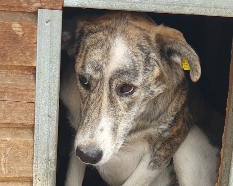 NOTFALL ♥MAJA♥ wunderschöne gestromte, ganz liebe Hündin, die gemobbt wird 60cm